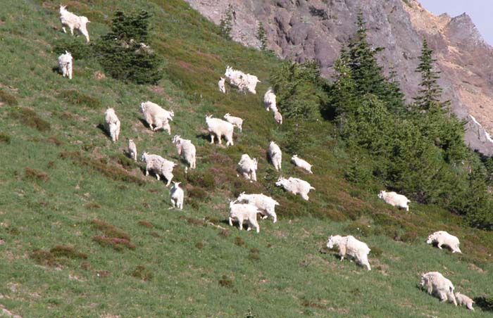 The herd alerted to our presence move off towards the steep rock bluffs.