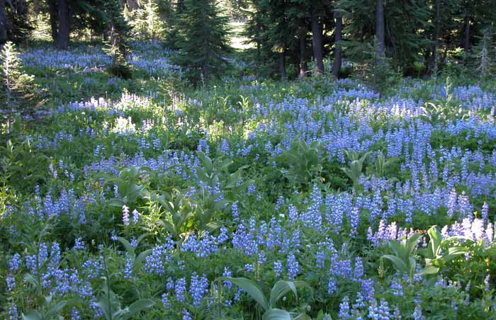 A beautiful display of Lupine at Snowgrass Flats in the central section of the Wilderness. Elevation 5,800 feet.