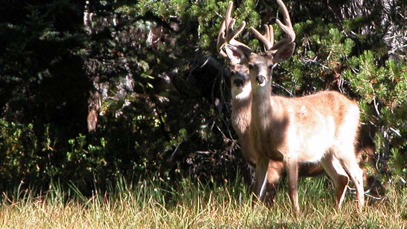Two young bucks feeling safe inside the bounderies of Yosemite NP