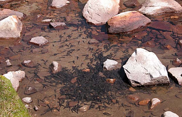 A lake edge teaming with tadpoles