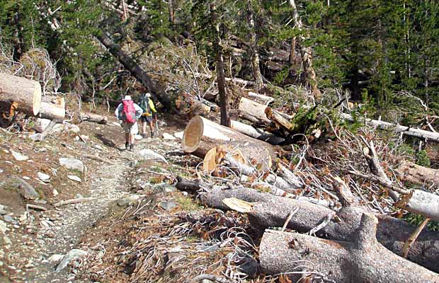 The wind-blown devastation to the forest south of Red's Meadow
