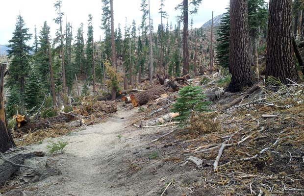 The wind-blown devastation to the forest south of Red's Meadow. Mainly Red Firs.