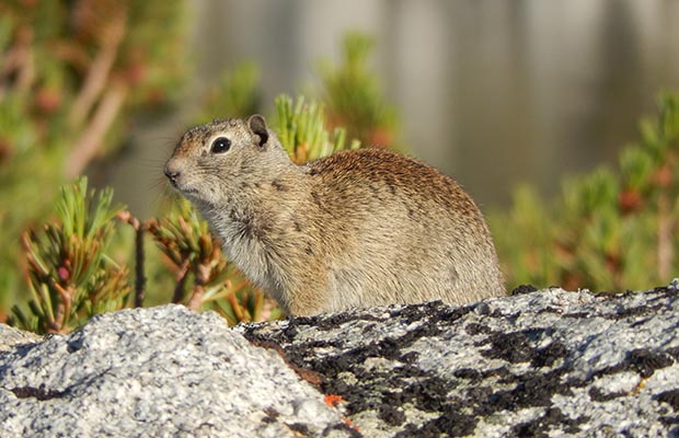 A Pika briefly showing itself in the early morning sun.
