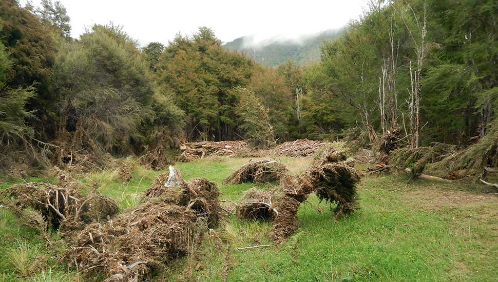 Debris along the banks of the Goulter River from a very recent flood