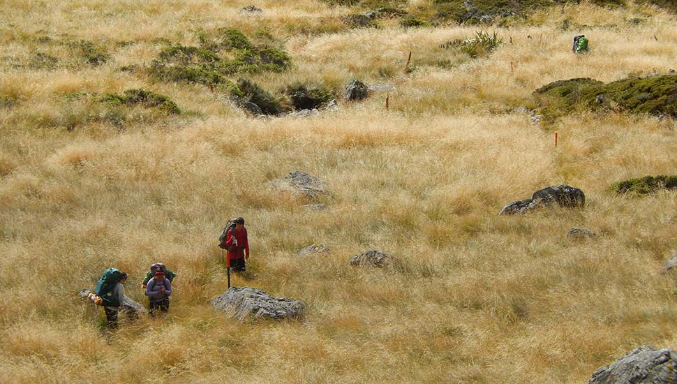 Hikers moving north - downhill from the Upper Travers Hut