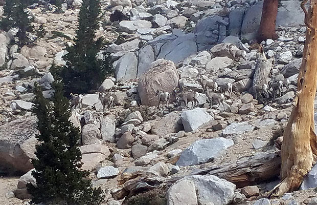 The herd of Bighorn Sheep that came by our campsite.