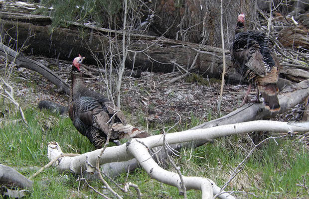 Wild turkeys on the Baker Creek Trail - Great Basin National Park