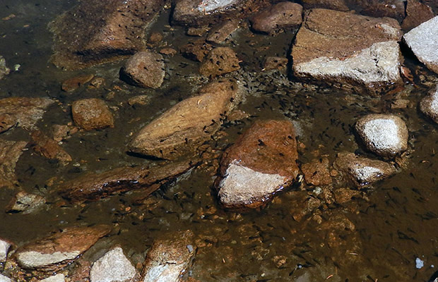 A massing of tadpoles at the low end of the pond.