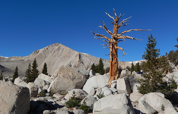 In the large talus between No.2 and Long Lakes.  Cirque Peak behind.
