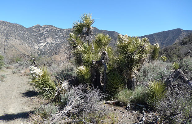 A Joshua Tree in full bloom