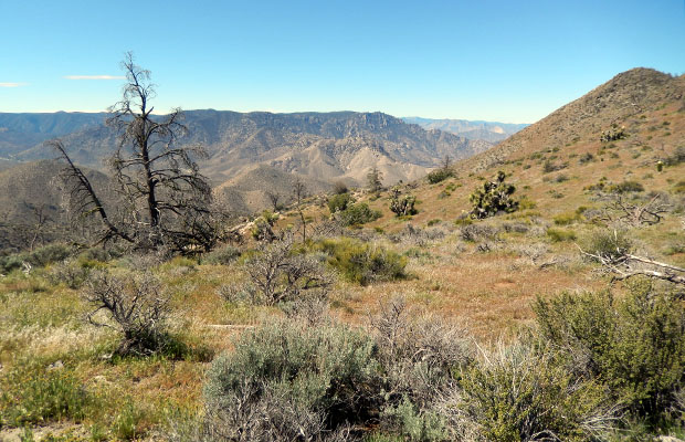 Looking southwest toward Joshua Tree Spring