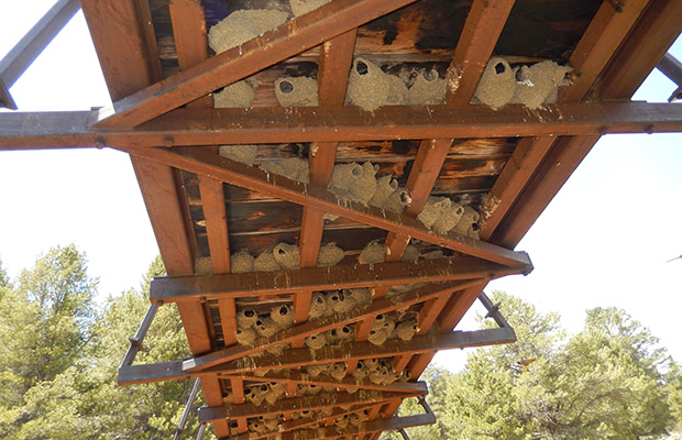 Swallow nests beneath the PCT Kern South Fork bridge