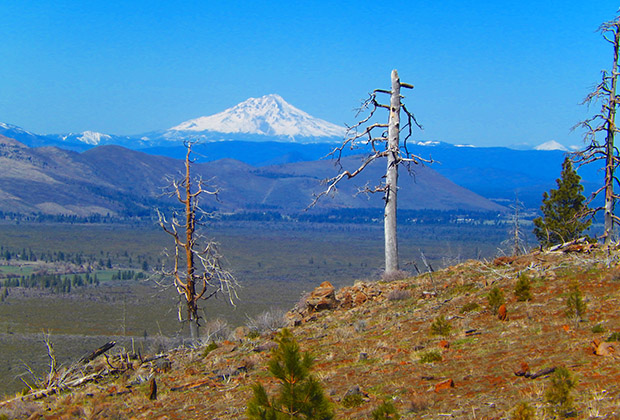 Great view of Mount Shasta (14,100') as seen from the PCT along the Rim.