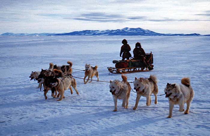 The New Zealand sled dog team out for a run from Scott Base.
