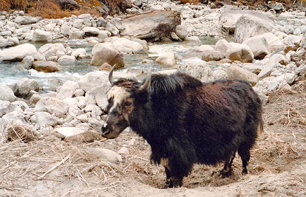 Yaka d Yak
