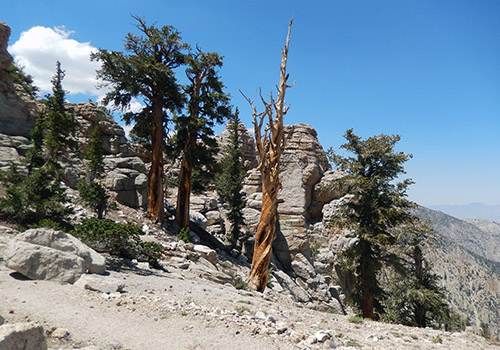 Near the highpoint on the PCT between Death Canyon and Diaz Meadow