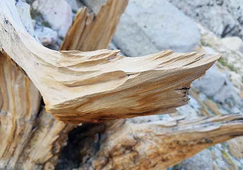 Wind, sand and snow erosion of a Fox-Tail limb