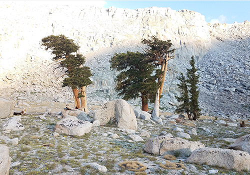 Our campsite under very old Fox-Tail pines near Upper Soldier