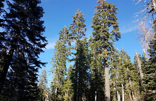 Large fir trees close to my Moosehead Creek campsite