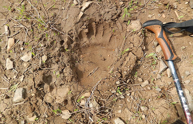 No wonder people believe in Bigfoot - a very fresh bearpaw track.