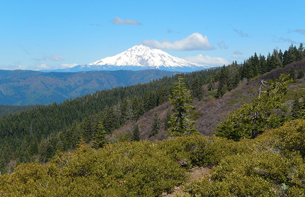Looking west from the PCT towards the 14,000' summit of Shasta