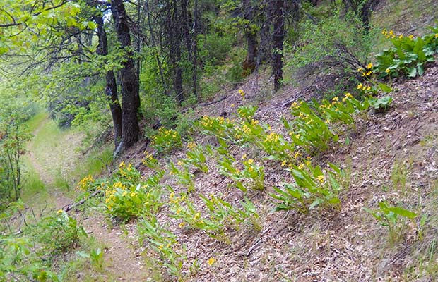 A beautiful stand of Broadleaf Arnica under the Oaks
