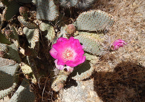 A suprising cactus on the descent from Olanche Pass.