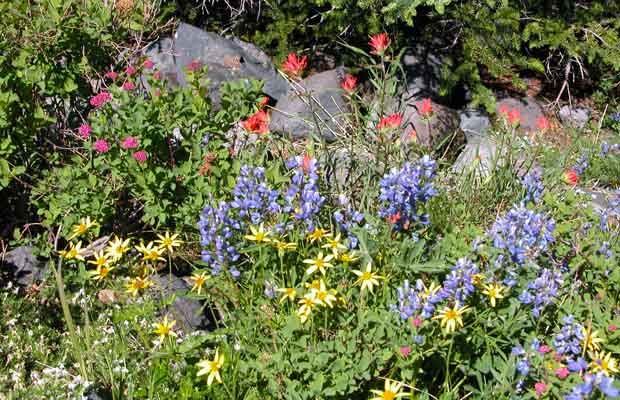 Alpine wildflowers: scarlet and magenta paintbrush mixed with lupine and yellow arnica.