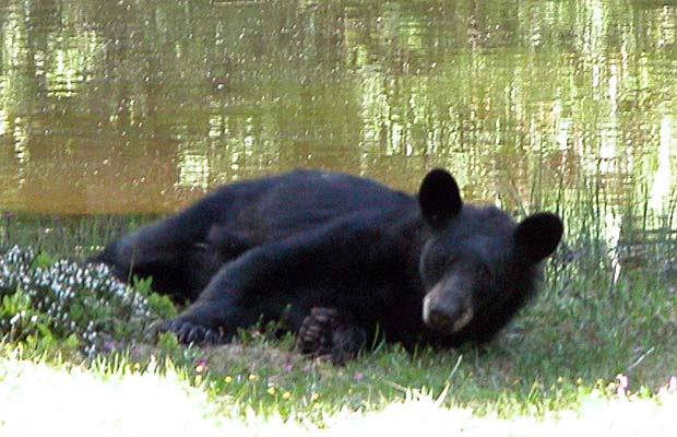 Time for a well fed bear to lie down in the shade.